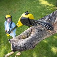 Professional Tree Removal and Landscaping Services in Pleasant Gap, PA